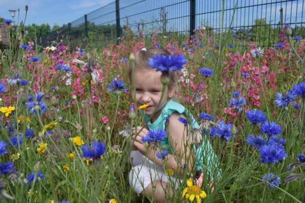 Wildblumenwiese Kneipp-Kita Spatzennest Gross Ziescht